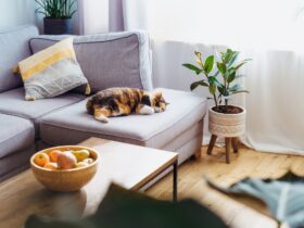 7 Easy Steps: How to Get Rid of Fleas in the House Fast for a Happy, Pest-Free Home