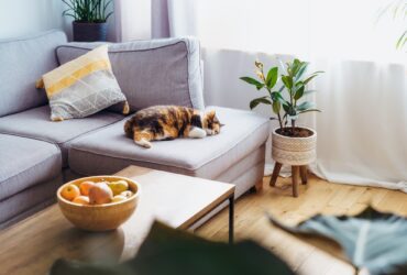 7 Easy Steps: How to Get Rid of Fleas in the House Fast for a Happy, Pest-Free Home