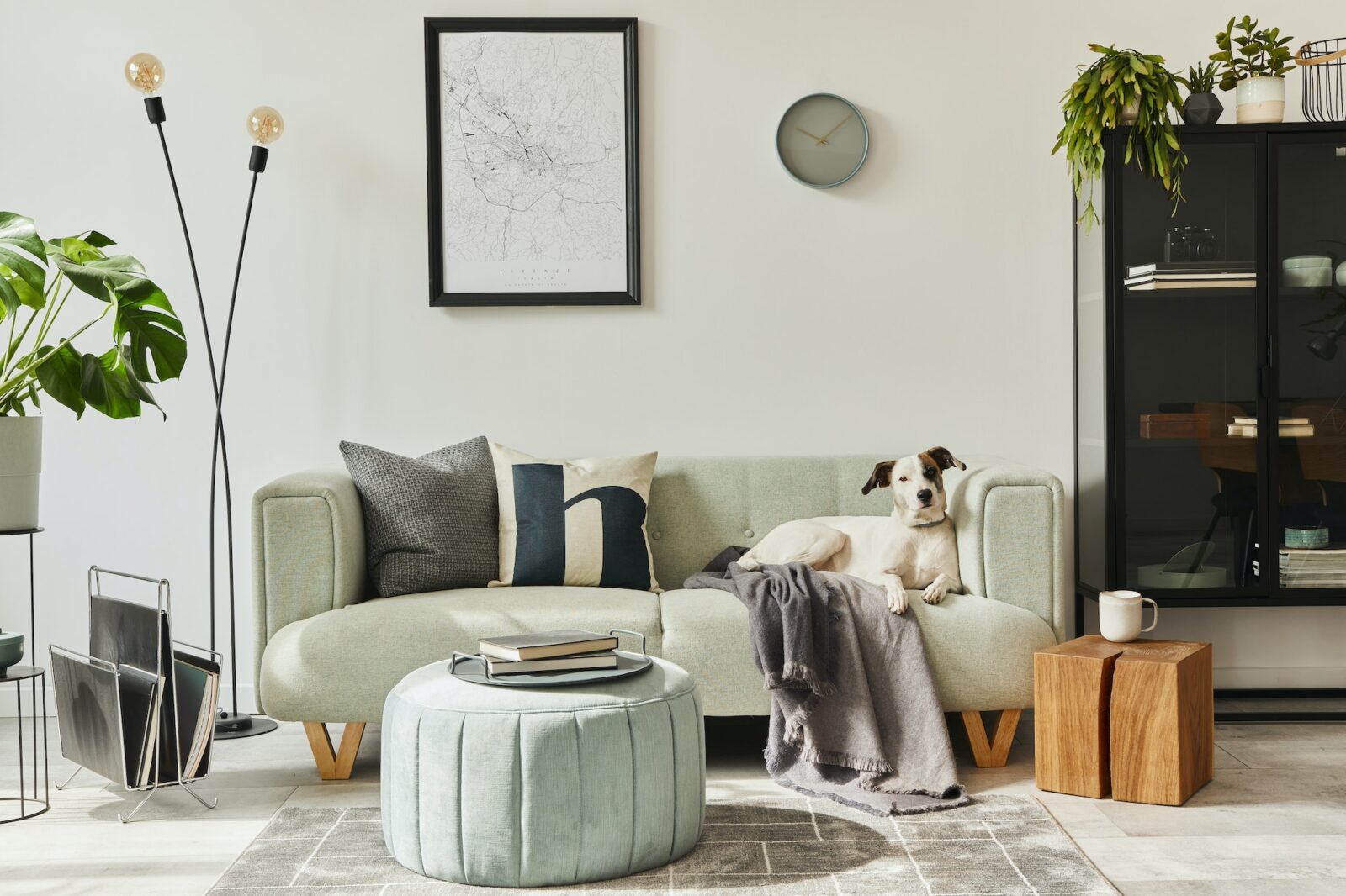 Tailored Companions: Finding the Perfect Dog Breed to Match Your Home