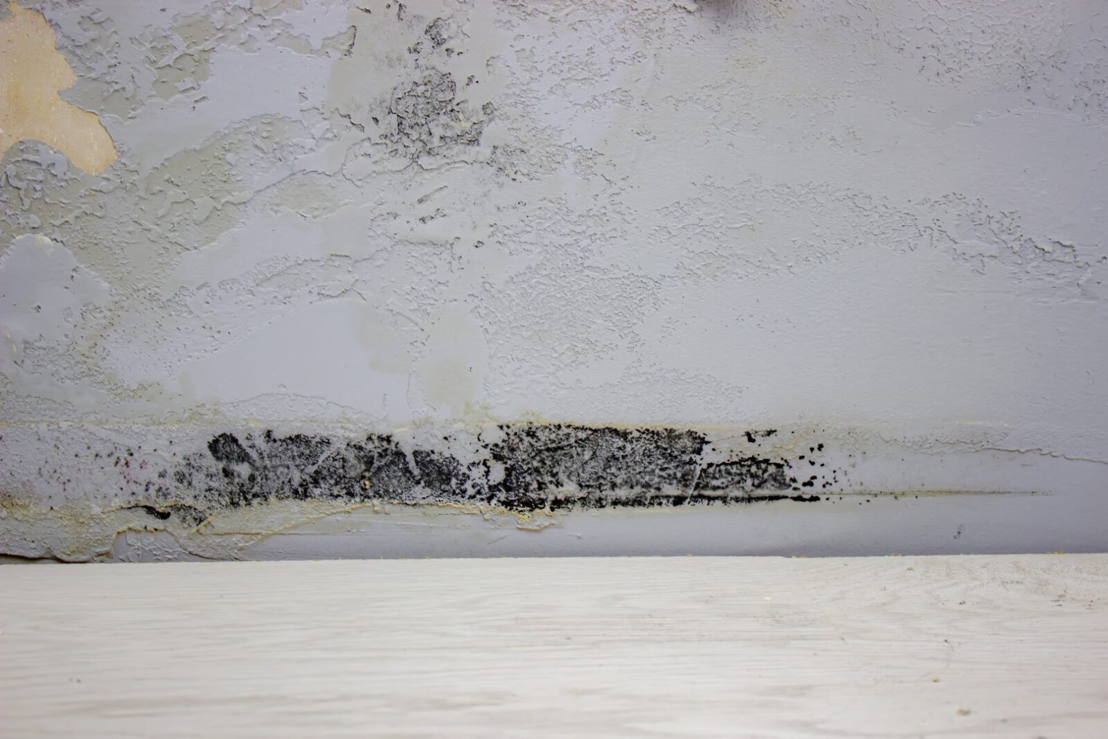 Black Mold On The Wall Fungus On The Wall After T 2022 07 06 00 12 50 Utc