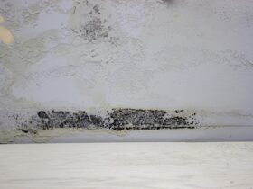Black Mold On The Wall Fungus On The Wall After T 2022 07 06 00 12 50 Utc