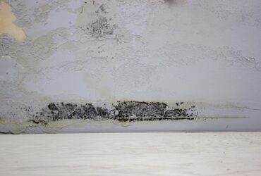 Black Mold On The Wall Fungus On The Wall After T 2022 07 06 00 12 50 Utc