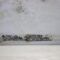 Black Mold On The Wall Fungus On The Wall After T 2022 07 06 00 12 50 Utc