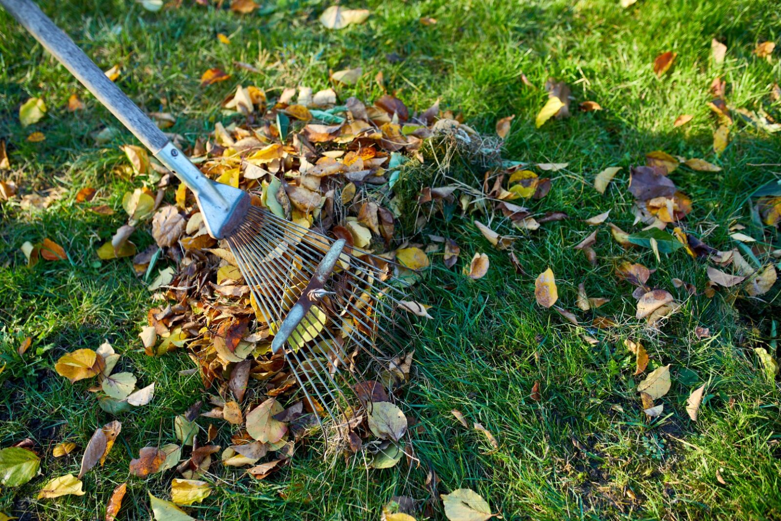 Old Red Rake In A Pile Of Fall Maple Leaves Rakin 2021 09 04 04 35 22 Utc
