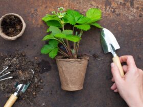 Organic Farming Concept Garden Tools And Plant 2021 08 26 20 00 46 Utc