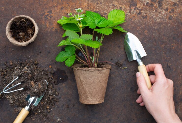 Organic Farming Concept Garden Tools And Plant 2021 08 26 20 00 46 Utc