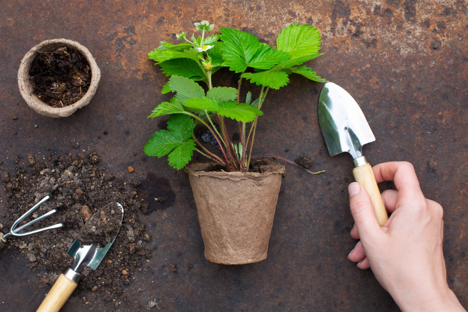 Organic Farming Concept Garden Tools And Plant 2021 08 26 20 00 46 Utc
