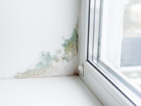 Slope Near The Window Fungus Moisture Selective F 2022 12 06 23 11 02 Utc
