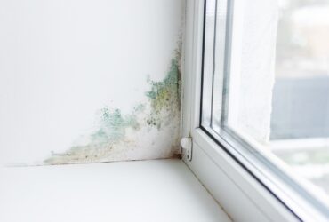 Slope Near The Window Fungus Moisture Selective F 2022 12 06 23 11 02 Utc