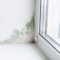 Slope Near The Window Fungus Moisture Selective F 2022 12 06 23 11 02 Utc