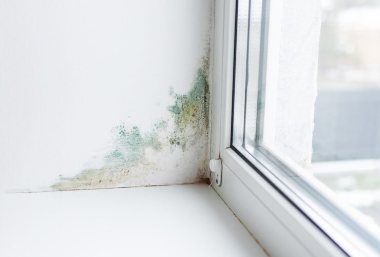 Slope Near The Window Fungus Moisture Selective F 2022 12 06 23 11 02 Utc