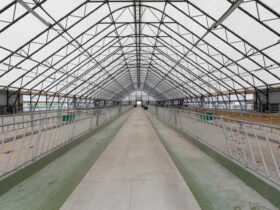 A Wide Aisle With Fodder Tables On The Sides For C 2022 11 18 18 45 39 Utc