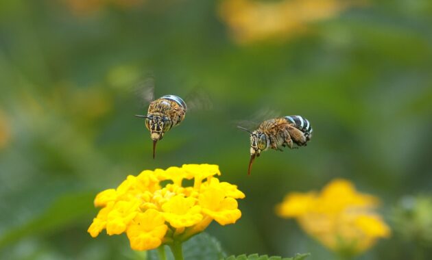 Bees On A Yellow Flower 2021 08 29 03 43 49 Utc