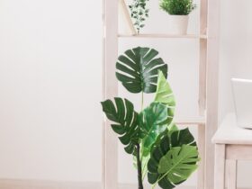 Collection Of Various Artificial Home Plants Home 2023 11 27 05 05 42 Utc