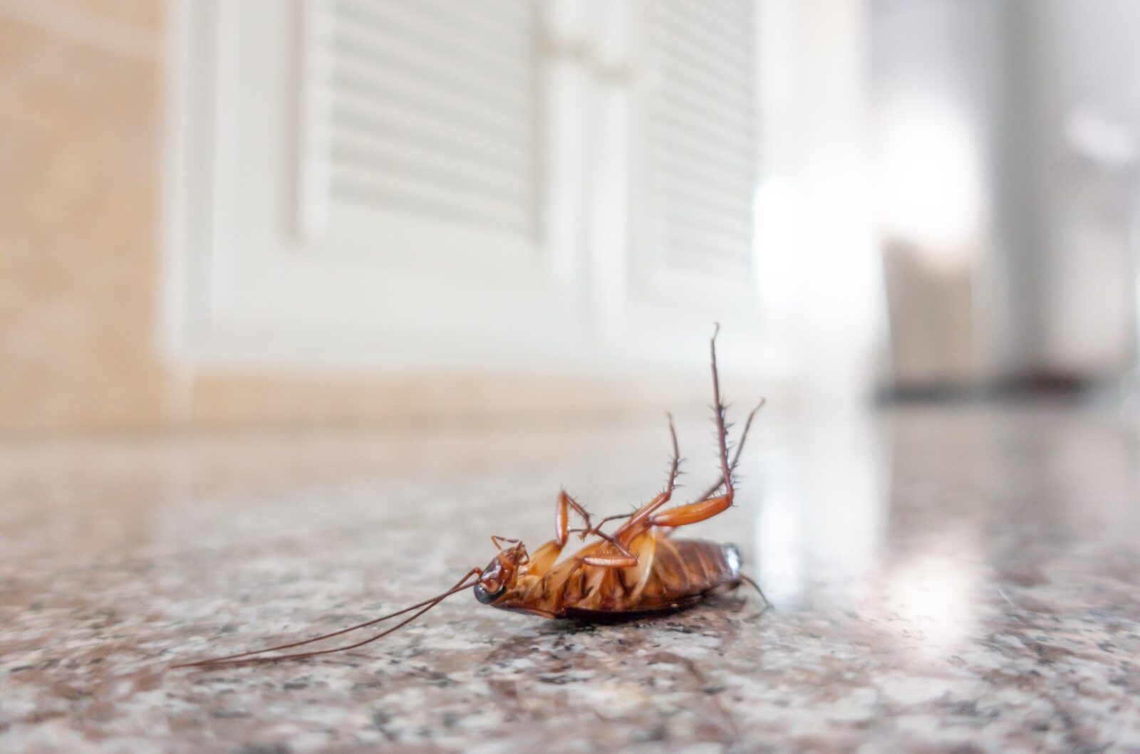 Dead Cockroach On Floor 2021 08 26 16 22 47 Utc