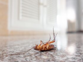 Dead Cockroach On Floor 2021 08 26 16 22 47 Utc