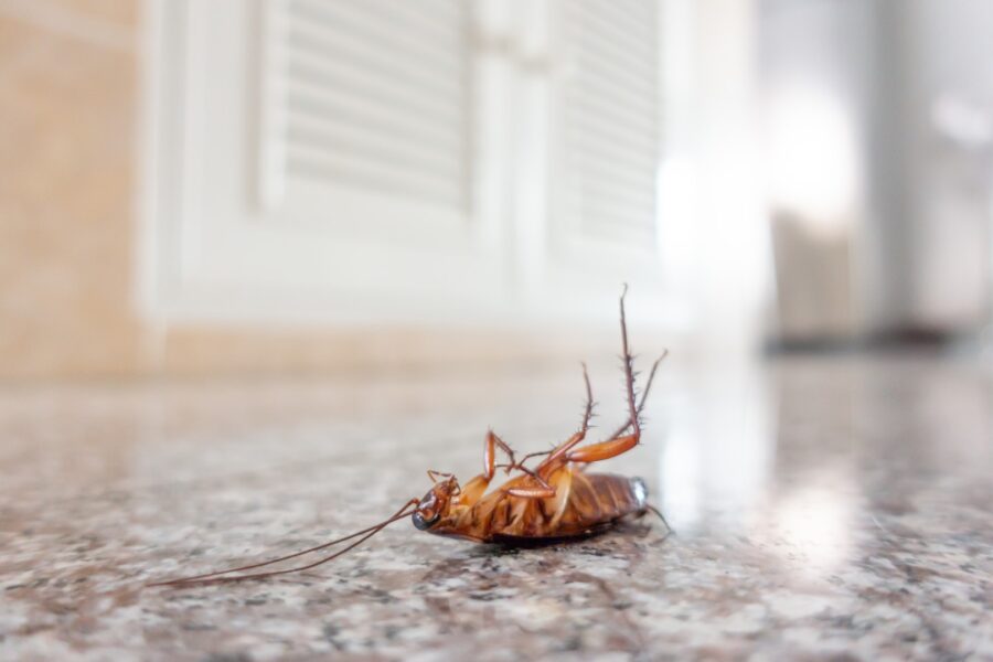 Dead Cockroach On Floor 2021 08 26 16 22 47 Utc