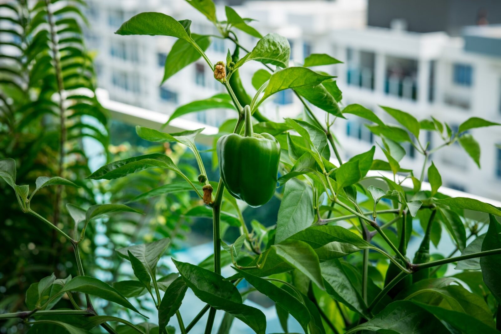 Green Capsicum At The Urban Balcony Garden 2022 11 14 11 37 06 Utc