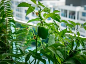 Green Capsicum At The Urban Balcony Garden 2022 11 14 11 37 06 Utc