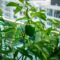 Green Capsicum At The Urban Balcony Garden 2022 11 14 11 37 06 Utc