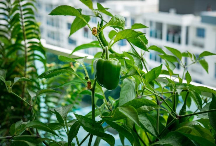 Green Capsicum At The Urban Balcony Garden 2022 11 14 11 37 06 Utc
