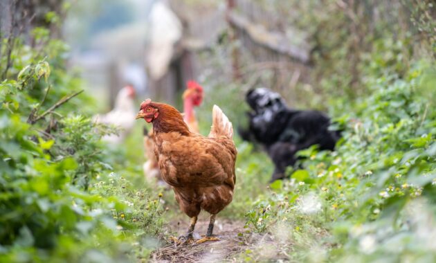 Hens Feeding On Traditional Rural Barnyard Close 2022 10 11 02 51 29 Utc