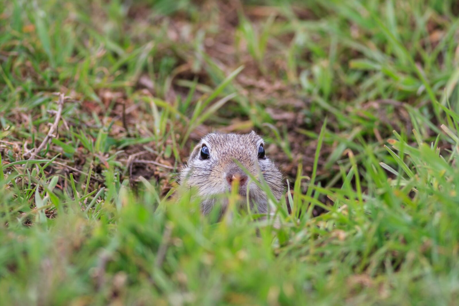 Prairie Dog Cynomys Ludovicianus 2021 08 26 15 58 52 Utc