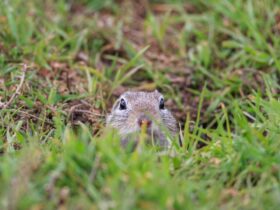 Prairie Dog Cynomys Ludovicianus 2021 08 26 15 58 52 Utc