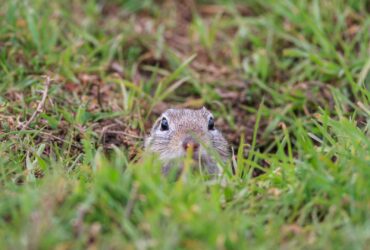 Prairie Dog Cynomys Ludovicianus 2021 08 26 15 58 52 Utc