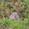 Prairie Dog Cynomys Ludovicianus 2021 08 26 15 58 52 Utc