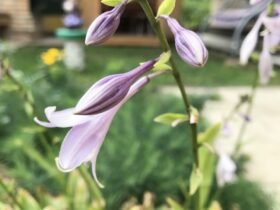 Beautiful Flowers In The House Garden Spring Time 2023 11 27 04 52 48 Utc (1)