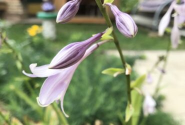 Beautiful Flowers In The House Garden Spring Time 2023 11 27 04 52 48 Utc (1)