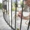 close up a man paints a fence in gold paint, metal restoration, Do it yourself