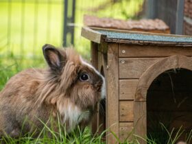 Lionhead Rabbit In The Yard Smelling Its Small Woo 2023 11 27 05 31 23 Utc