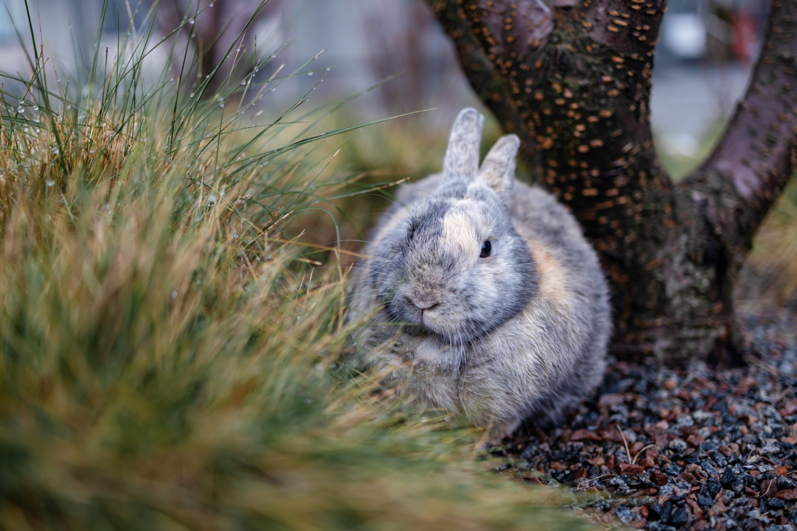 Wet Cute Rabbit Sitting On Grass After A Rain Show 2023 11 27 05 07 51 Utc