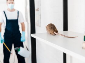 Selective Focus Of Rat Near Exterminator Holding T 2023 11 27 05 19 54 Utc