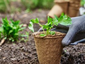 Gardener Hands Picking And Planting Vegetable Plan 2023 11 27 05 12 42 Utc