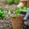 Gardener Hands Picking And Planting Vegetable Plan 2023 11 27 05 12 42 Utc