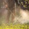 Lawn Mover On Green Grass Machine For Cutting Law 2023 11 27 04 58 49 Utc