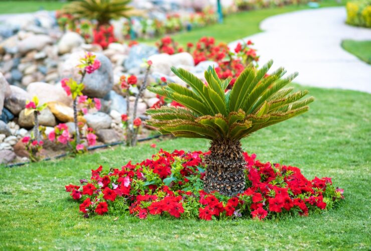Small Green Palm Tree Surrounded With Bright Bloom 2023 11 27 05 11 23 Utc