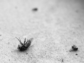 fly, dead, ants