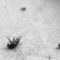 fly, dead, ants