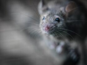 mouse, rodent, pest