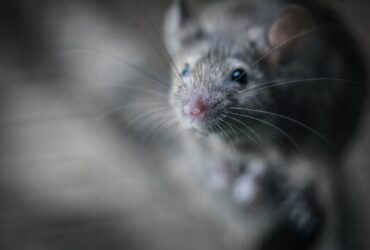 mouse, rodent, pest
