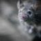 mouse, rodent, pest