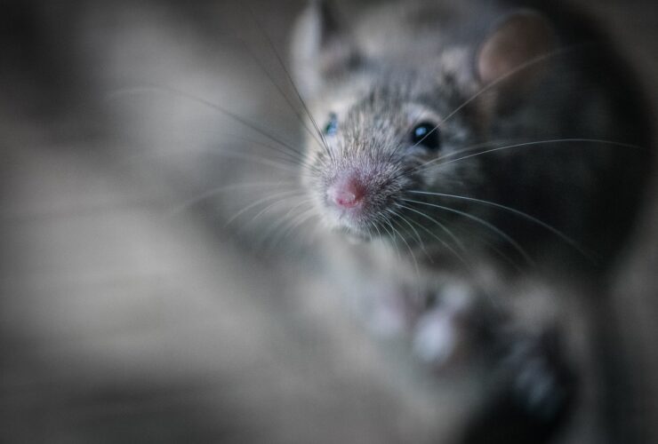 mouse, rodent, pest