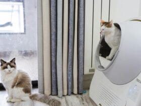 Two cats relaxing in a modern living room with an automated litter box near the window.