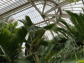 Explore the lush tropical plants under the curved glass roof of a vibrant greenhouse.