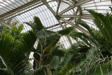 Explore the lush tropical plants under the curved glass roof of a vibrant greenhouse.