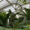 Explore the lush tropical plants under the curved glass roof of a vibrant greenhouse.